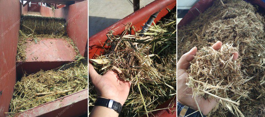 crushed Napier grass