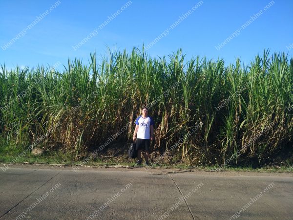 Napier grass in Philippines