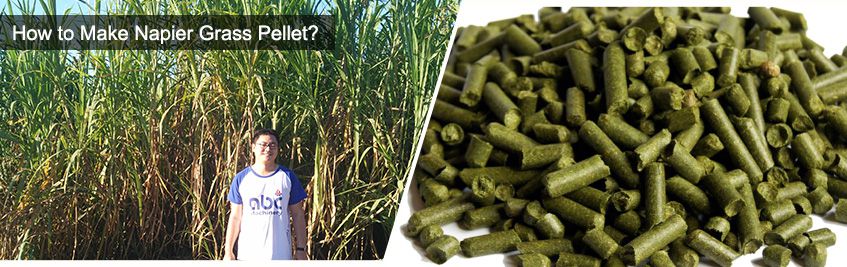 Make Napier Grass Pellets for Fuel or Animal Feed