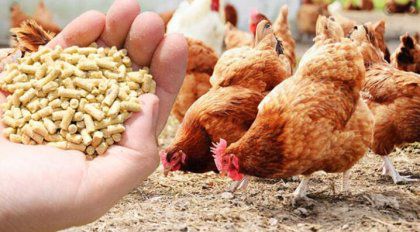 Buying Pellets Feed Processing Machines for Chicken Growth
