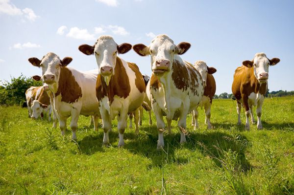 Making Feed Pellets for Dairy Cattle 