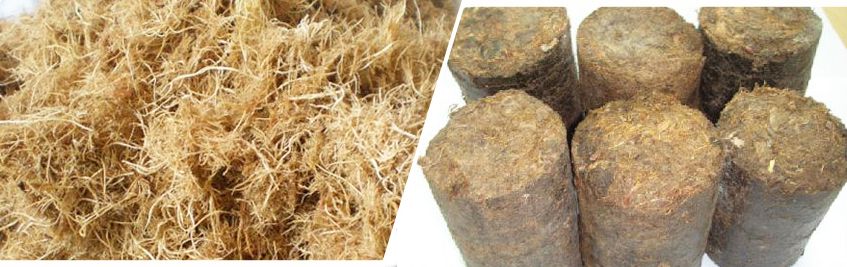 Palm Fiber Briquette, the Future of Energy Source