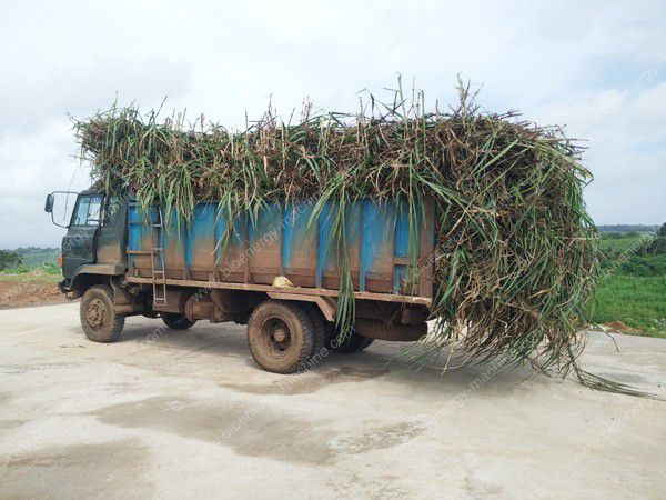 Napier grass transported to factory