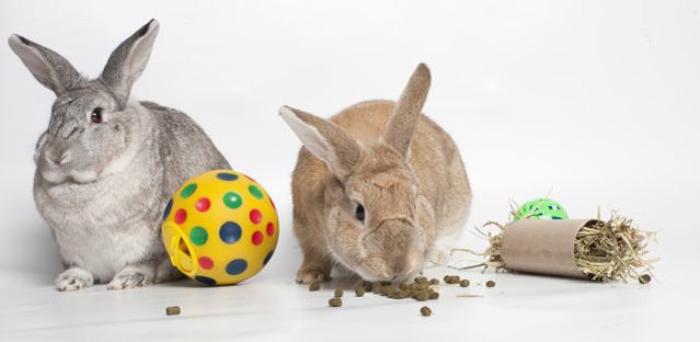 rabbit feed pellets