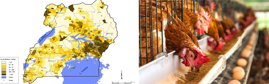 Chicken Feed Processing Market in Uganda