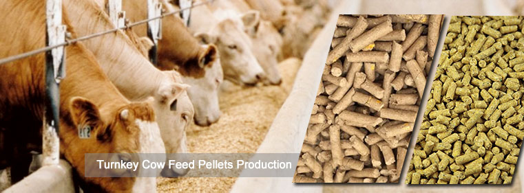 Cow Feed Pellets Production for Profit